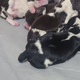 English Springer Spaniel Puppies from Rocky Top Springer Spaniels