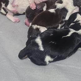 English Springer Spaniel Puppies from Rocky Top Springer Spaniels