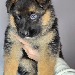 Orange - Black and tan female German Shepherd puppy in Tony, Wisconsin from Muddy Acres German Shepherds