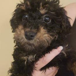 Bitsy - Phantom female Bernedoodle puppy in Galena, Illinois from Perry's doodles