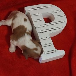 Girl 1 - Blenheim Cavalier King Charles Spaniel puppy in Stilwell, Oklahoma from Parker's Pups