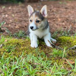 American Corgi and Pembroke Welsh Corgi Puppies from Gardner Corgis
