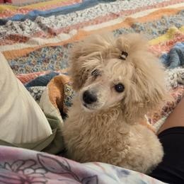 Yoda - Apricot male Poodle puppy in Taylors, South Carolina from Sosebees toy & mini poodles