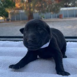 Rosè (White) - Black female German Shepherd puppy in Pahrump, Nevada from Wachhund Kennels