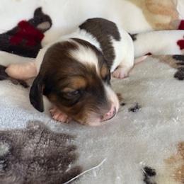 Roo - Piebald female Dachshund puppy in Vancouver, Washington from Cascade Minis