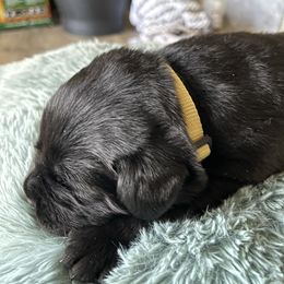'Dash' (Yellow collar) - Black female Labrador Retriever puppy in Grand Saline, Texas from Castle Hills Labradors