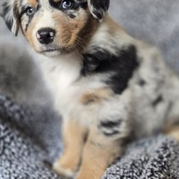 Boy 5 - Blue merle male Australian Shepherd puppy in New Tazewell, Tennessee from D&D Australian Shepherds