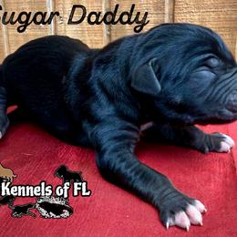 Sugar Daddy - Black male Catahoula Leopard Dog puppy in Crestview, Florida from C4 Kennels of FL