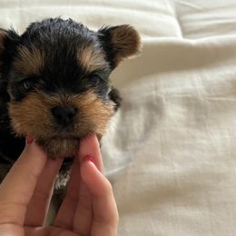 Yorkshire Terriers from Kei’s Precious Pups