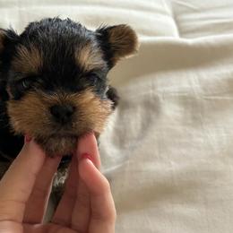 Yorkshire Terriers from Kei’s Precious Pups