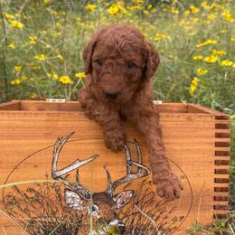 Dark Green Boy - Red  male Goldendoodle puppy in Buna, Texas from 7Lands Farm + Ranch