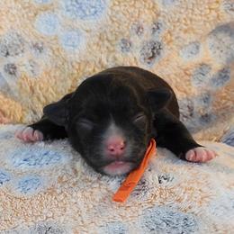 Uncle Sam - Black and white male Havanese puppy in Salt Lake City, Utah from Steal Your Heart Havanese