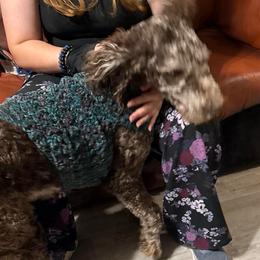 Persephone - Poodle