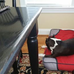 American Staffordshire Terrier Puppies from Diane Guilmette