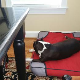 American Staffordshire Terrier Puppies from Diane Guilmette