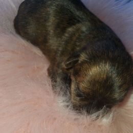Clover ( Brindle ) - Black and gold female Yorkipoo puppy in Cottageville, South Carolina from Mandy's Poodle's