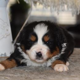 Flint - Black tri male Miniature Australian Shepherd puppy in Lowgap, North Carolina from Baileys Mini Aussies
