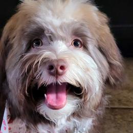 Havanese from Puppies For A Purpose