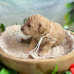 Anemone (white) - Apricot female Goldendoodle puppy in Haltom City, Texas from Ohana Doodles