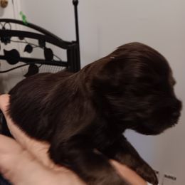 Pink collar - Liver Miniature Schnauzer puppy in Bridgeport, Alabama from Whitts Black Pearl Miniature Schnauzers