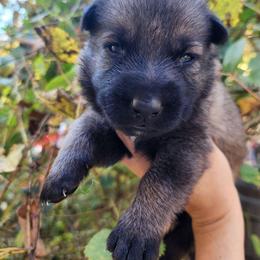Periwinkle Purple - German Shepherd puppy from Reddington Shepherds