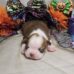 Black mask fawn boy (dot head) - Red male Boston Terrier puppy in Corsicana, Texas from JT Bostons
