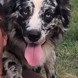 Australian Shepherds from McCullah’s Australian Shepherds