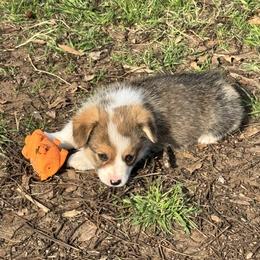 Raja - Sable male Pembroke Welsh Corgi puppy in Millsap, Texas from Punchy Pembroke Ranch