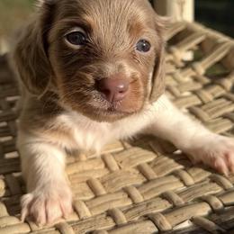 Brielle - Piebald female Dachshund puppy in Bentonville, Arkansas from Boujee Buns Dachshunds