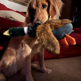 Golden Retriever All Grown Up from Cosmic Gold Golden Retrievers
