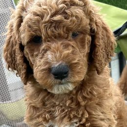 Chip - Red  Goldendoodle puppy in Byron, Minnesota from Midwestern Doodles