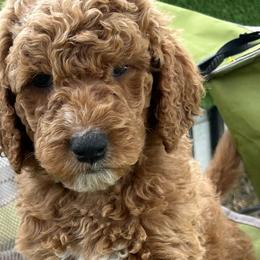 Chip - Red  Goldendoodle puppy in Byron, Minnesota from Midwestern Doodles