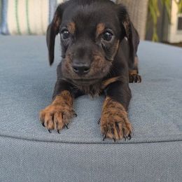 Chedder - Black male Dachshund puppy in Aiken, South Carolina from Ming's Mongols