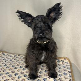Miniature Schnauzer and Poodle Puppies from LR&R Dog Co.
