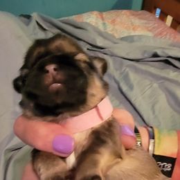 Shih Tzus from Lovin Shih Tzus