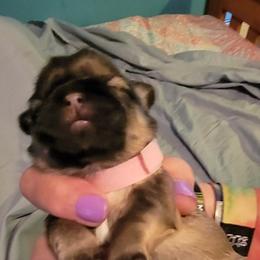 Shih Tzus from Lovin Shih Tzus