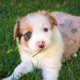 Border Collie Puppies from Team Reeves Ranch