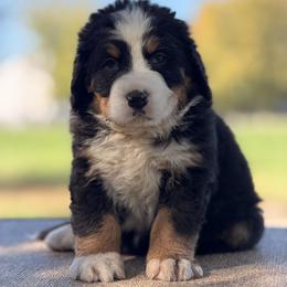 Nilo - Black rust and white male Bernese Mountain Dog puppy in New Haven, Indiana from Milan Berners