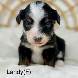 Landy - female Australian Mountain Doodle puppy in Sterling, Colorado from North 40 Doodles