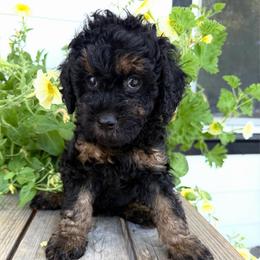 Gristle - Phantom male Goldendoodle puppy in Spokane, Washington from Goldendoodles on the Prairie