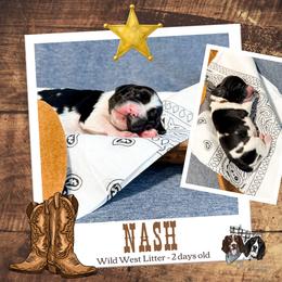 Nash - Black and white male English Springer Spaniel puppy in Albany, Minnesota from Farm Fresh Labradors & English Springers