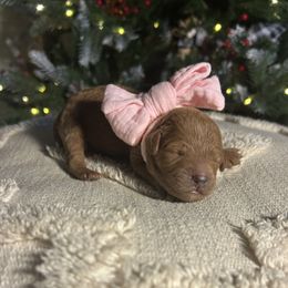 Holly (Light Pink Collar) - Red female Cavapoo puppy in Austin, Texas from Lucy Lou’s Cavapoos