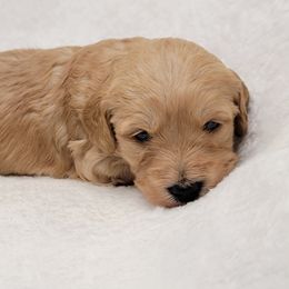 Goldendoodle Puppies from Lake Village Doodles