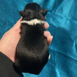 Boy 3 - Black and white male Havanese puppy in Running Springs, California from Shadycove K9