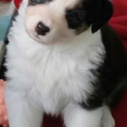 Australian Shepherd and Chow Chow Puppies from Calypso Chow Chows and Australian Shepherds