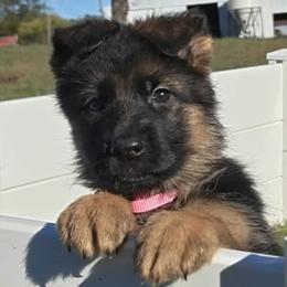 Girl 4 - Black and red female German Shepherd puppy in Rockfield, Kentucky from Cheveyo German Shepherds
