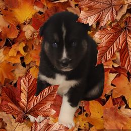 Boy 3 - Black and white Siberian Husky puppy in Meridian, Mississippi from JJ's Huskies
