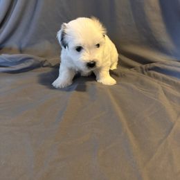 Ariana - Black and white female Coton de Tulear puppy in Timber, Oregon from Sterling’s Sweet Cotons