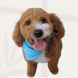 Teddy - Goldendoodle