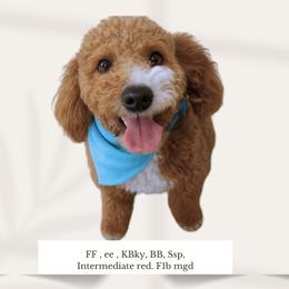 Teddy - Goldendoodle